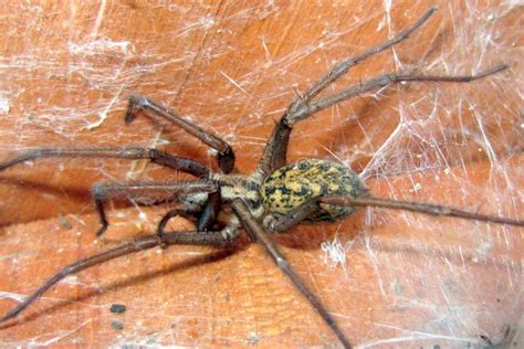 Tegenaria Agrestis Hobo Spider Stock Image Image Of Nature Wild