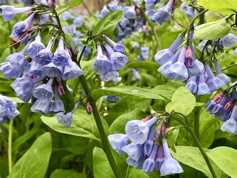 Virginia Bluebells A Springtime Delight In The Great Falls Area