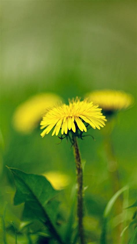 Yellow Dandelions Flowers Macro Photography Spring 640x1136 Iphone 5