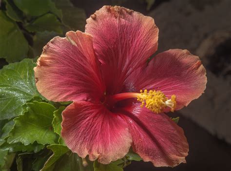 Hibiscus Rosa Sinensis Flora Of Qatar
