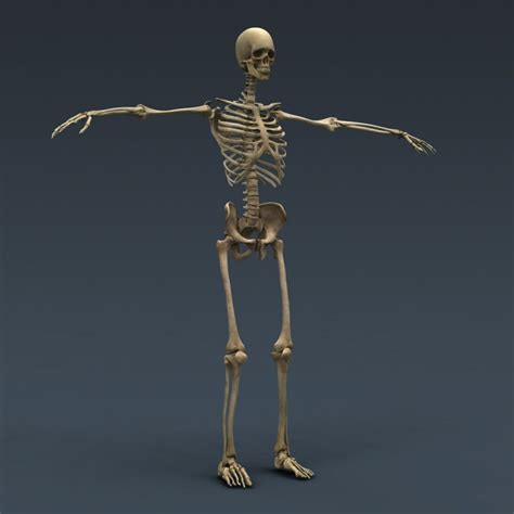 The bag of skin that holds and. Human Male and Female Complete Anatomy - Body, Muscles, Skeleton, Internal Organs and Lymphatic ...