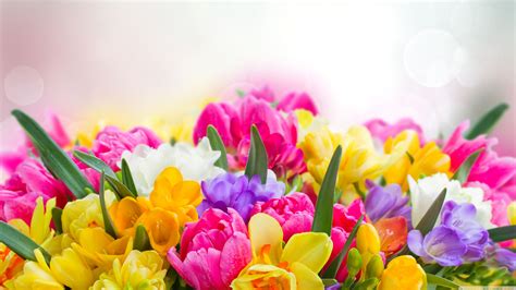 Spring Flowers Wide Wallpapers Wallpaper Cave