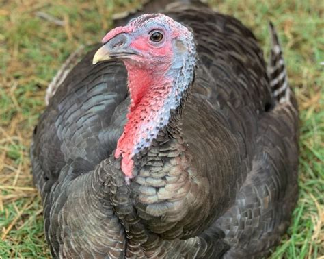 Turkey Laying Down Relaxing Carolina Farm Stewardship Association