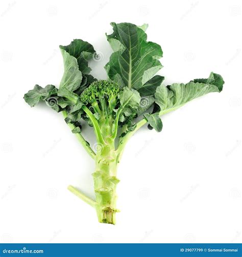 Fresh Broccoli Stock Image Image Of Ingredient Eating 29077799