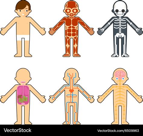 Human Body Diagram Printable For Kids