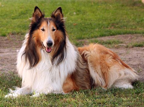 Top 10 Dog Breeds For Young Families