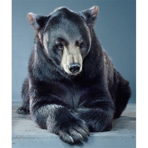 Studio Portraits Of Bears By Fine Art Photographer Jill Greenberg
