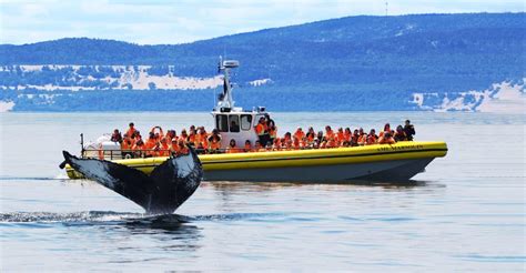 Canada Whale Watching Best Time And Places To See Whales In Canada