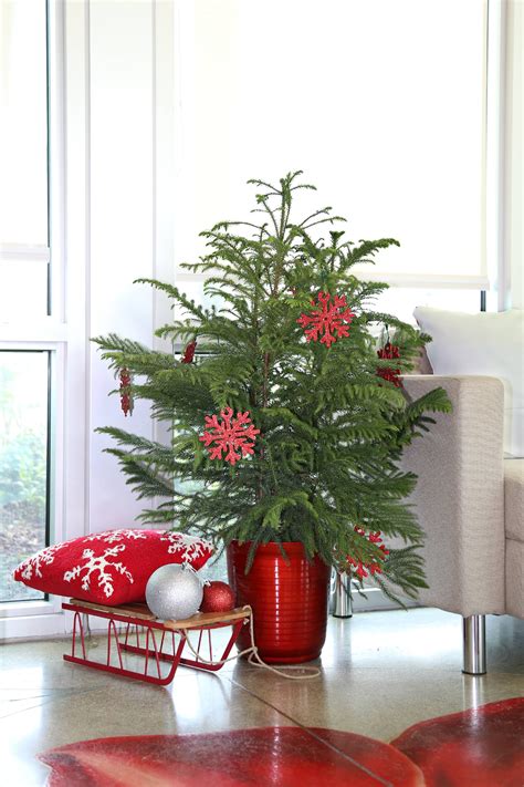 Delray Plants Indoor Holiday Norfolk Island Pine Live Christmas Tree 3
