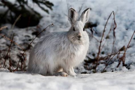 Ritebook The Arctic Hare Polar Rabbit
