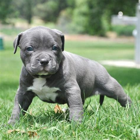 Cheerful Blue Nose Pitbull Pictures Of Pitbull Puppies Blue Nose