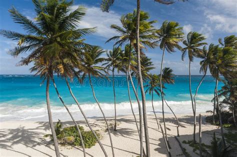 Bottom Bay Beach In Barbados Stock Photo Image Of Calm Coco 270844890