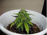 Small Marijuana Plant Photos