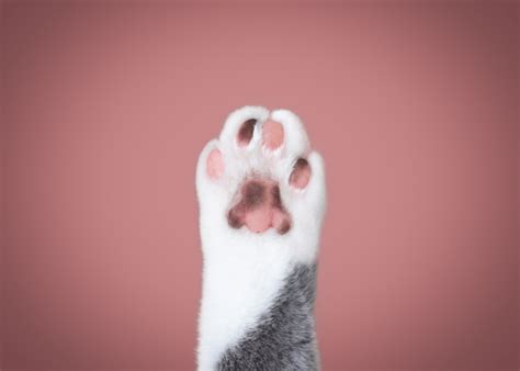 Why Do Cats Shake Their Paws Cat Breeds Faq