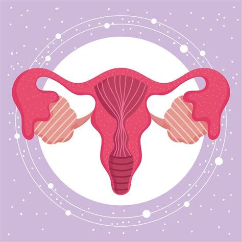 Sistema Reproductor Humano Femenino Ilustraci N De Mujeres De Anatom A