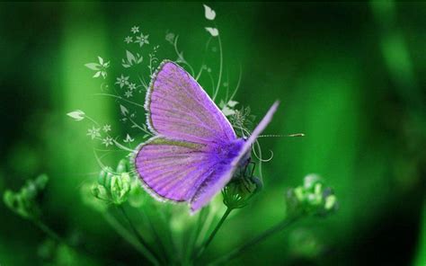 Purple Butterfly Wallpapers Wallpaper Cave