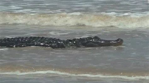 800 Pound Gator Caught On Camera Cnn Video
