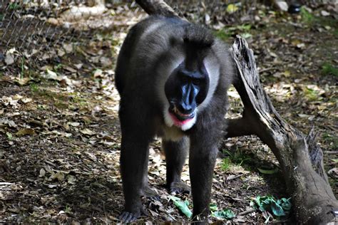 Smiling Drill Monkeys Zoo Atlanta
