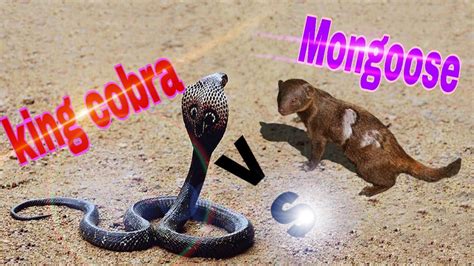 King Cobra Vs Mongoose New Nepali Video Youtube