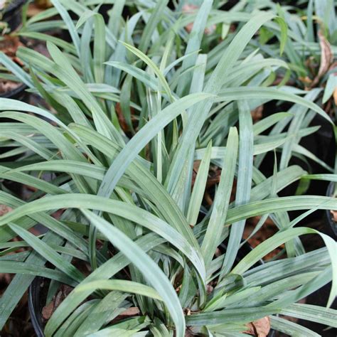 Carex Laxiculmus Hobb Bunny Blue Sedge For Sale Rare Roots