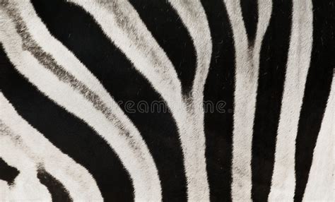 21472 Zebra Stripes Photos Free And Royalty Free Stock Photos From