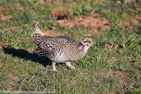 The Speckled Hatchback Post 19 Last Installment Of Colorado Grouse
