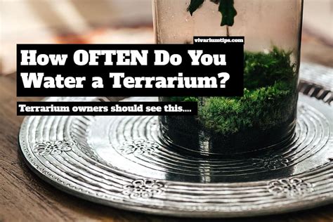 Always lets your plants to dry out between its watering. How Often Do You Water a Terrarium? Must-Read Guide ...