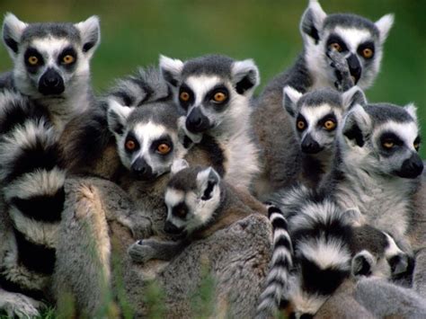 These austronesian first settlers were joined around 1000 ad by bantu migrants crossing the mozambique. Madagaskar Urlaub | Ausgestopftes tier, Madagaskar urlaub, Streichelzoo