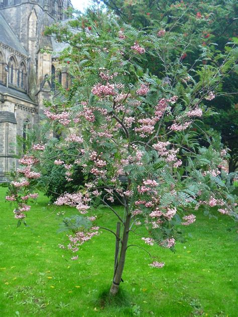 The best trees for small gardens acer griseum the bark is the colour of cinnamon and peels away naturally in thin layers, hence its common name is paper bark maple. Sorbus vilmorinii | Small city garden, Garden trees, Small ...