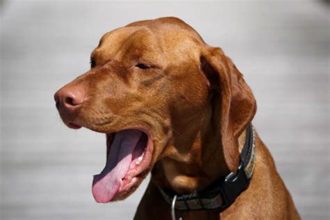 How To Read Dog Body Language American Kennel Club