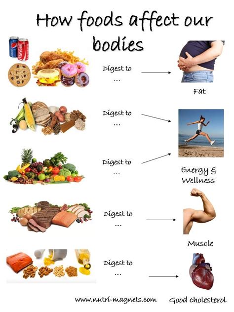 Purchase The How Foods Affect Our Bodies Nutri Magnet Nutri Magnets