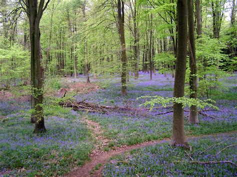 Bluebells In Micheldever Wood © Jim Champion Cc By Sa20 Geograph