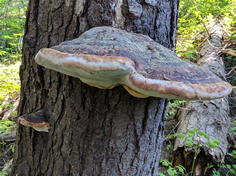 Is This Ganoderma Applanatum Ive Never Seen One This Huge Pic Taken
