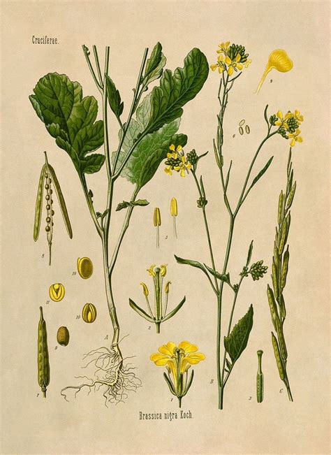 Black Mustard Seed Botanical Illustration Print Mobo 14 Etsy