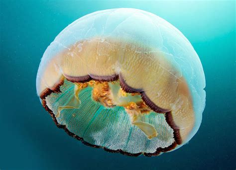 Jellyfish Underwater Photography Alexander Semenov 17 Fubiz Media