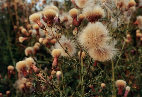 Thistle Seed Heads Cirsium Arvense Photograph By Ann Pickfordscience