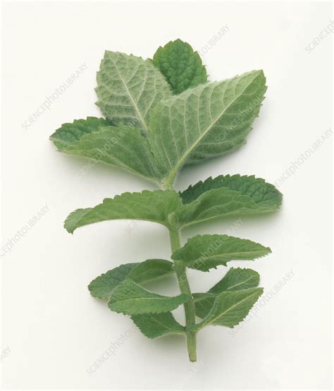 Bowles Mint Mentha Rotundifolia Stock Image C0538994 Science