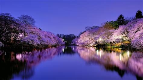 Free Download Cherry Blossom On Park Lake In Osaka 18035 Wallpaper