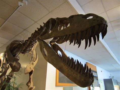 Janas Place Dinosaur Bones At The Byu Museum Of Paleontology