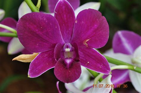 Helicornia Orkid