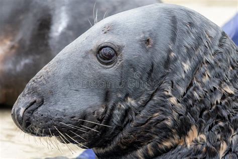 Grey Seal Halichoerus Grypus Stock Photo Image Of Grey Marine 162621204