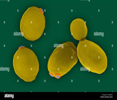 Budding Yeast Hi Res Stock Photography And Images Alamy