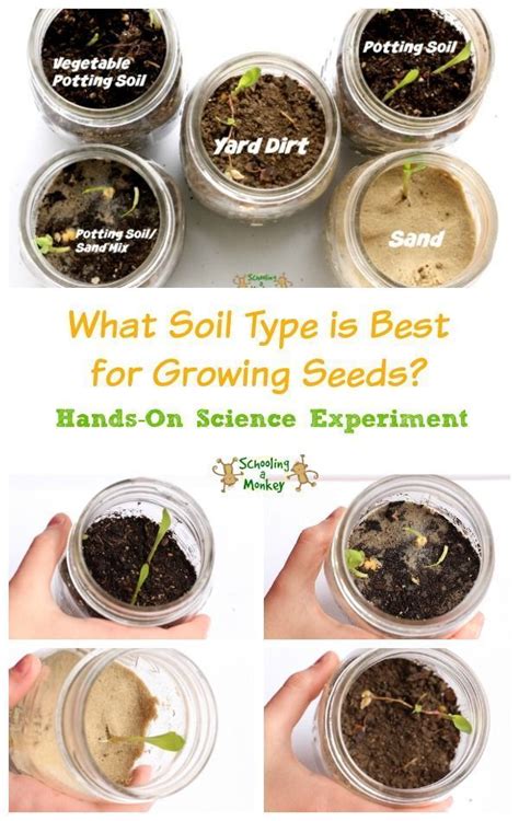 Plant A Seed Jar Seed Germination Experiment For Kids Science