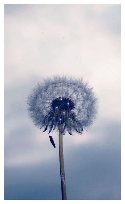 On Deviantart Dandelion