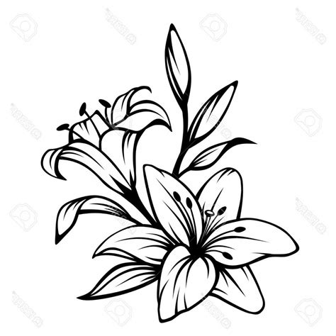 Lily Flower Vector Art