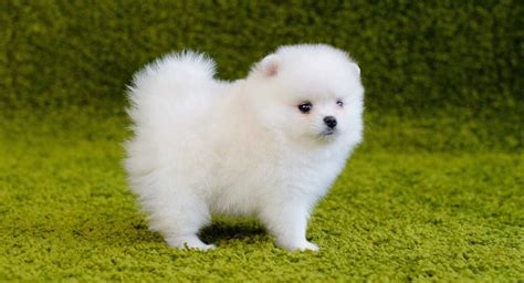 17 Smallest Dog Breeds In The World Best Small Dog Breeds Animals Adda
