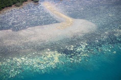 Global Warmings Toll On Coral Reefs As If Theyre ‘ravaged By War
