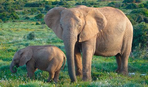 Gestación Del Elefante Africano De Bosque Imágenes Y Fotos