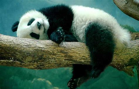 【图】大熊猫吃什么食物？ 装修保障网