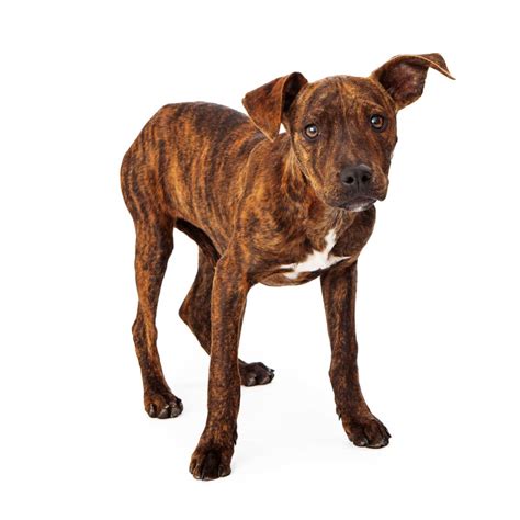 Mountain Cur Dog Breed Everything About Mountain Curs